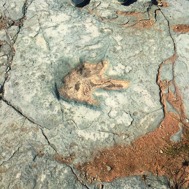 Fotavtryck i en blottad kalkstensyta, fotograferat uppifrån.